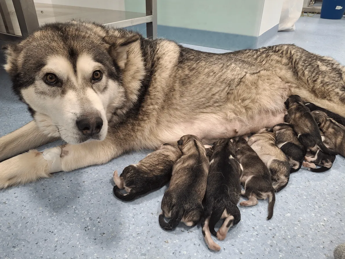 Husky z mladički v ambulanti