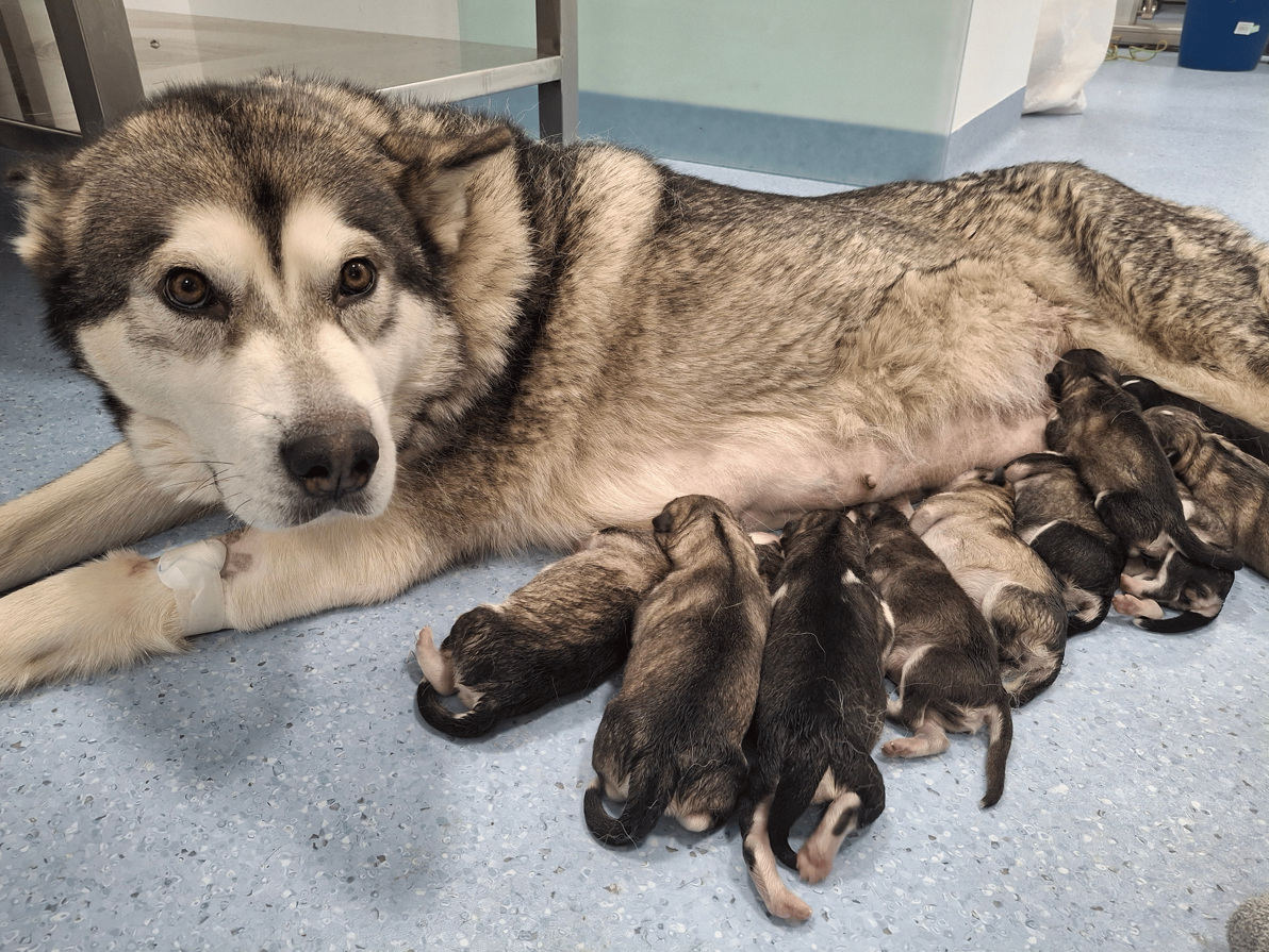 Husky z mladički v ambulanti